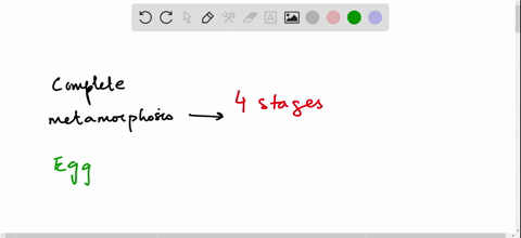 the-correct-sequence-in-insect-complete-metamorphosis-is-a-operatornameegg-longrightarrow-immature-f