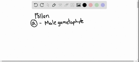 which-statement-about-the-angiosperm-pollen-grain-is-not-true-a-it-is-the-male-gamete-b-it-is-haploi