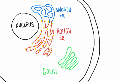 in-animals-where-are-most-components-of-the-extracellular-material-synthesized-a-smooth-er-b-the-rou