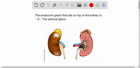the-endocrine-organ-that-sits-atop-a-kidney-is-a-the-pituitary-gland-b-the-hypothalamus-c-the-ovary-