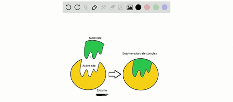some-large-biological-molecules-rely-on-molecular-shape-for-their-function-can-you-describe-one-of-t