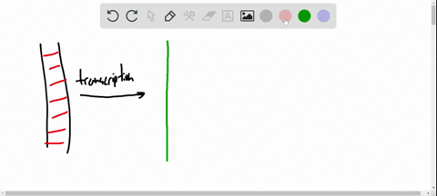 explain-why-the-terms-transcription-and-translation-are-appropriate-for-these-processes-pages-494-95