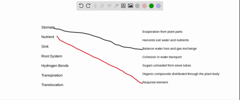 match-the-concepts-of-plant-nutrition-and-transport-____________-stomata-____________-nutrient-_____