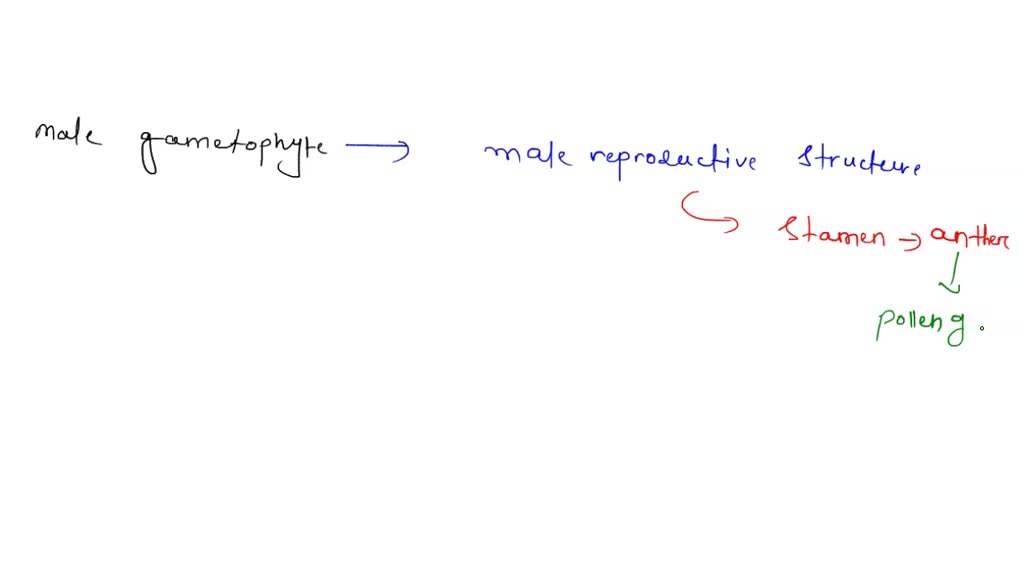 In flowers, the structures that produce male gametophytes are called