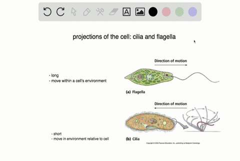 in-humans-_____-are-used-to-move-a-cell-within-its-environment-while-_____-are-used-to-move-the-envi