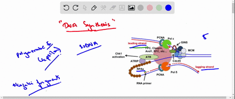 it-was-noted-on-page-586-that-centrosome-duplication-and-dna-synthesis-are-both-initiated-by-cyclin-