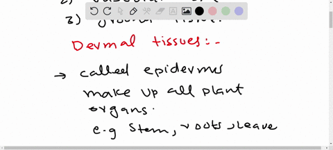 what-are-the-three-major-tissue-systems-in-plants-what-are-their-functions