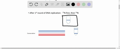 how-did-meselson-and-stahl-support-watson-and-cricks-double-helix-model-a-they-demonstrated-that-eac
