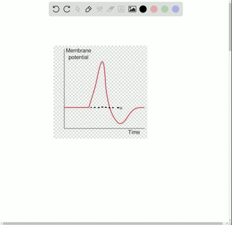 repolarization-of-an-axon-during-an-action-potential-is-produced-by-a-inward-diffusion-of-na-b-outwa