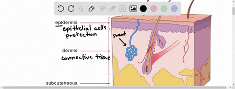 which-tissues-make-up-skin-the-largest-organ-of-the-body-how-do-these-tissues-interact-to-provide--2