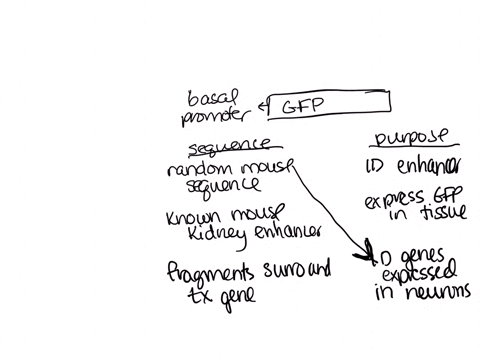 you-have-synthesized-an-enhancerless-gfp-reporter-gene-in-which-the-jellyfish-g-f-p-cdna-is-placed-d