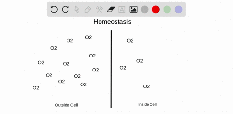 what-is-homeostasis-give-an-example-other-than-those-mentioned-in-the-book