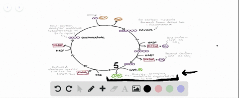 gtp-which-can-be-converted-to-atp-is-produced-during-which-reaction-of-the-citric-acid-cycle-a-isoci
