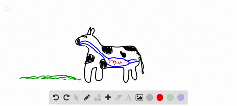 cows-can-derive-nutrients-from-cellulose-because-a-they-produce-enzymes-that-recognize-the-shape-o-3