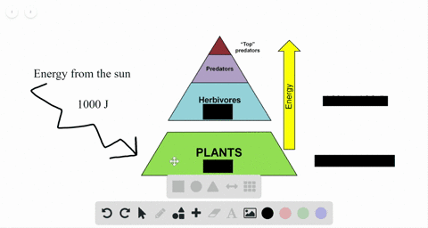 according-to-the-energy-pyramid-why-is-eating-grain-fed-beef-a-relatively-inefficient-means-of-obtai