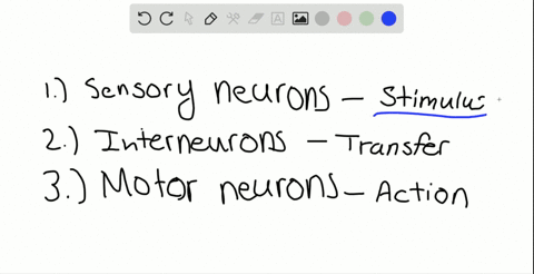explain-how-sensory-neurons-interneurons-and-motor-neurons-work-together-as-an-insect-moves-toward-a