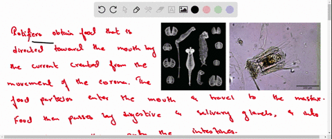 how-do-rotifers-capture-food