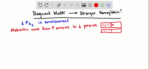 carp-are-fishes-that-thrive-in-stagnant-water-habitats-with-low-oxygen-partial-pressures-compared-wi