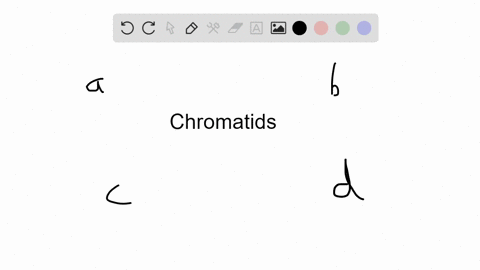 how-many-chromatids-does-a-duplicated-chromosome-have-a-one-b-two-c-three-d-four