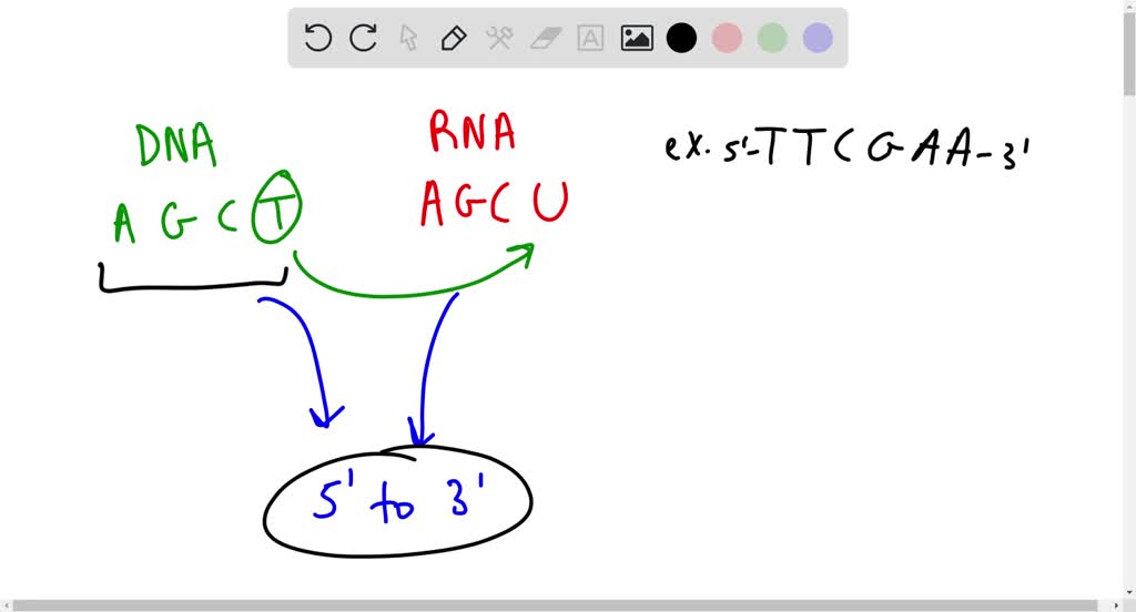 SOLVED:What is the difference in the requirement for a primer in RNA ...