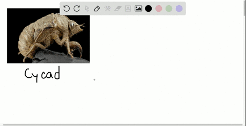 what-is-the-function-of-the-arthropod-exoskeleton-a-because-hard-parts-fossilize-more-readily-than-d
