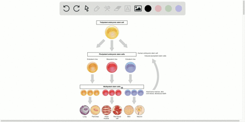 what-multipotent-stem-cells-from-children-sometimes-banked-by-parents-a-fetal-stem-cells-b-embryonic