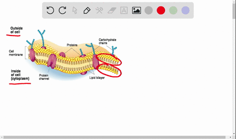in-what-way-do-the-membranes-of-a-eukaryotic-cell-vary-a-phospholipids-are-found-only-in-certain-mem
