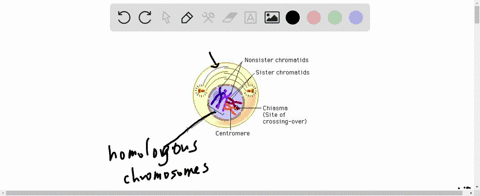 which-of-the-following-events-does-not-occur-during-prophase-i-of-meiosis-a-spindle-fibers-form-b-ho