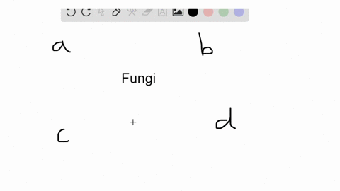 which-of-the-following-statements-about-fungi-is-false-a-most-fungi-are-multicellular-b-fungal-cell-