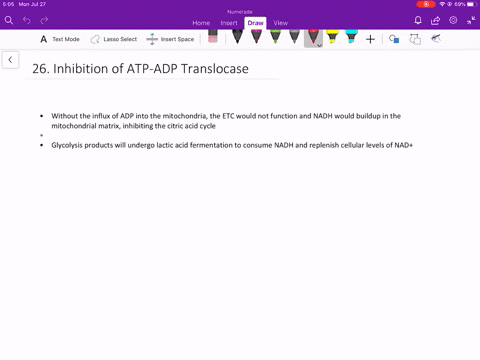 how-does-the-inhibition-of-atp-adp-translocase-affect-the-citric-acid-cycle-glycolysis