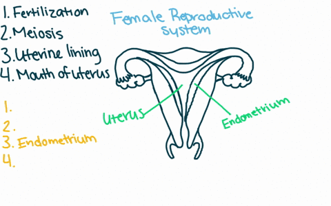 questions-12-15-choose-from-the-list-below-of-parts-of-the-female-reproductive-system-a-uterus-b-c-3