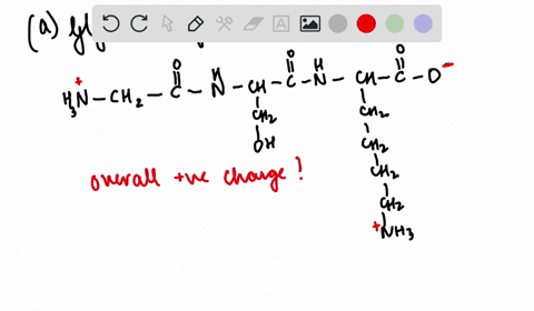 which-of-the-following-peptides-have-a-net-positive-charge-at-ph-7-a-gly-ser-lys-b-pro-leu-ile-c-phe