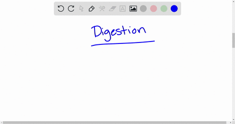 where-does-digestion-of-food-begin-a-stomach-b-esophagus-c-mouth-d-during-its-preparation-e-small-in