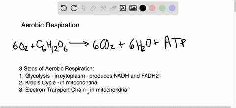 at-what-point-does-mathrmo_2-enter-the-energy-pathways-of-aerobic-respiration-what-is-the-role-of--4