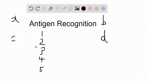 place-the-following-steps-of-recognition-of-an-antigen-by-lymphocytes-in-the-order-in-which-they-wou