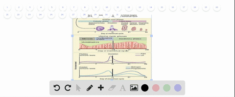 which-of-the-following-statements-about-the-menstrual-cycle-is-true-a-estrogen-levels-rise-during-th