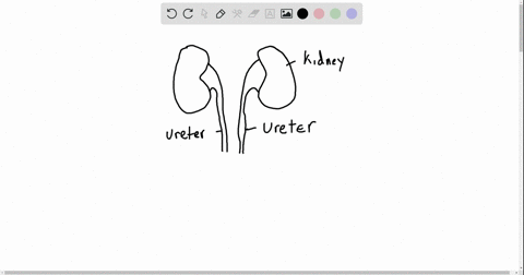 in-the-mammalian-urinary-system-the-urine-formed-in-the-kidneys-is-carried-to-the-urinary-bladder--2