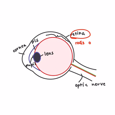 the-blind-spot-in-your-retina-is-located-where-ane-rods-but-no-cones-b-there-are-cones-but-no-rods-c