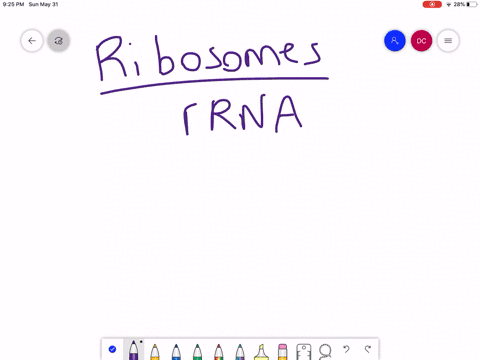 the-rna-components-of-ribosomes-are-synthesized-in-the-________-a-cytoplasm-b-nucleus-c-nucleolus--2