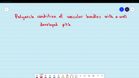 which-plant-part-possesses-polyarch-condition-of-vascular-bundles-with-a-well-developed-pith-a-dicot