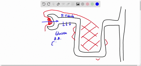 most-absorption-and-secretion-occurs-in-this-part-of-the-nephron-a-proximal-convoluted-tubule-b-desc