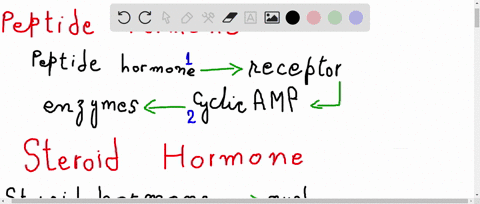 how-does-the-action-of-a-peptide-hormone-differ-from-that-of-a-steroid-hormone-pages-343-344
