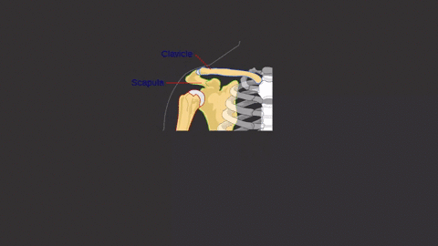 the-pectoral-girdle-consists-of-the-a-clavicle-and-sternum-b-sternum-and-scapula-c-clavicle-and-scap