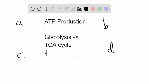 which-of-these-pathways-gives-a-cell-the-potential-to-produce-the-most-atp-a-tca-cycle-b-pentose-pho