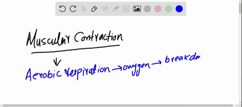 the-most-efficient-production-of-energy-for-muscular-contraction-is-a-aerobic-pathways-b-anaerobic-p