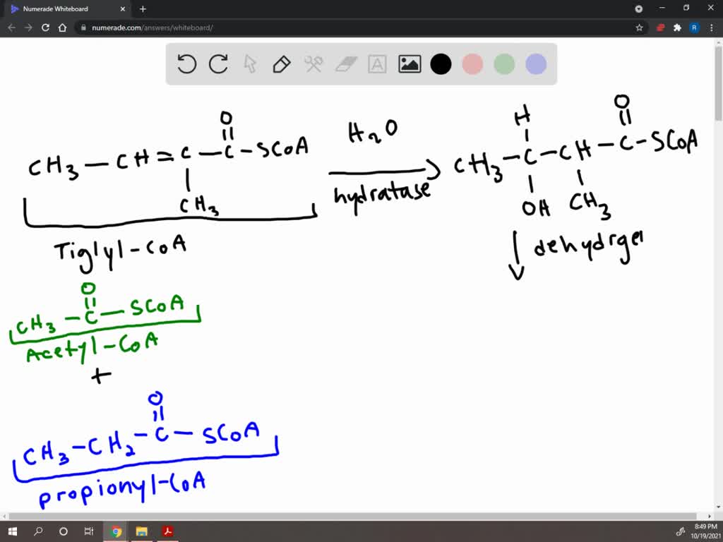 In the degradation pathway for isoleucine (Fig. 21-21 ), draw the ...