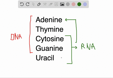 describe-the-double-helical-structure-of-dna-what-type-of-bonding-occurs-within-the-chain-of-each--2