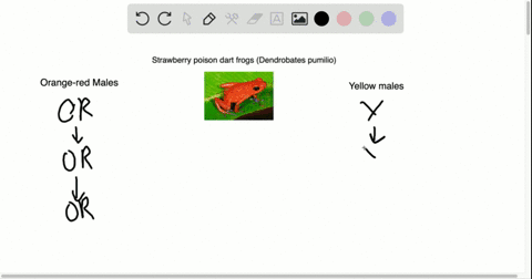 suppose-that-females-of-one-population-of-strawberry-poison-dart-frogs-dendrobates-pumilio-prefer-2