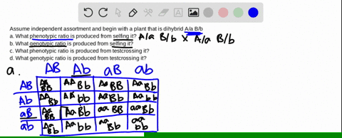 assume-independent-assortment-and-start-with-a-plant-that-is-dihybrid-a-a-b-b-a-what-phenotypic-ra-2