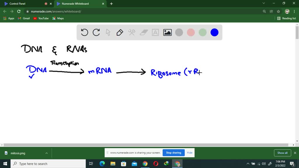 solved-the-genes-that-encode-for-eukaryotic-protein-sequences-are